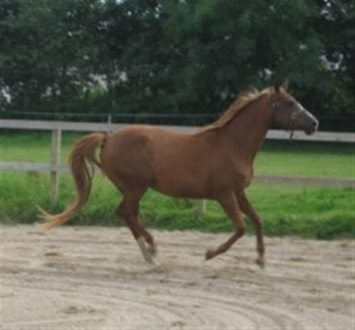 Dansk Varmblod Fame  billede 9