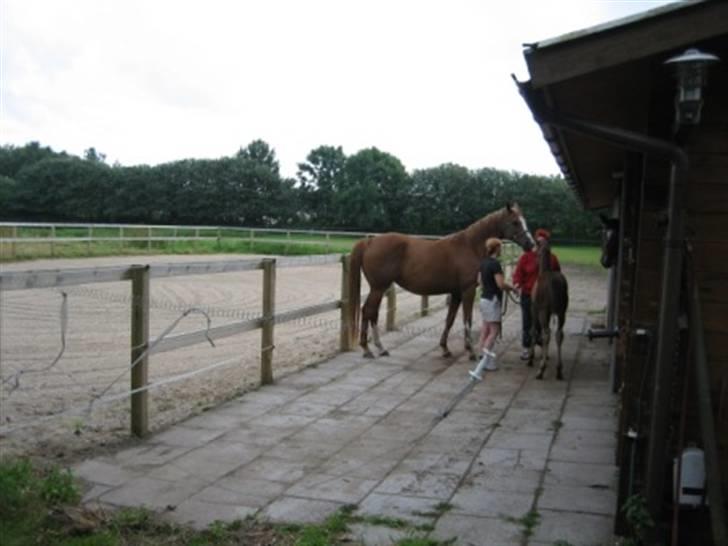 Dansk Varmblod Fame  billede 10