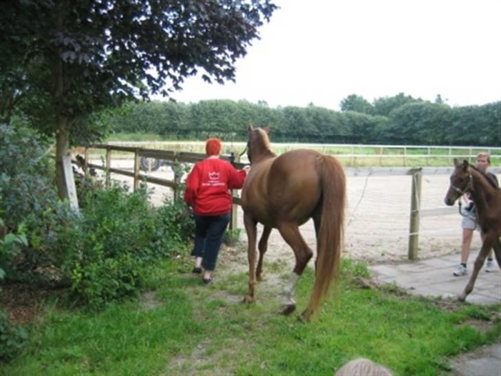 Dansk Varmblod Fame  billede 11