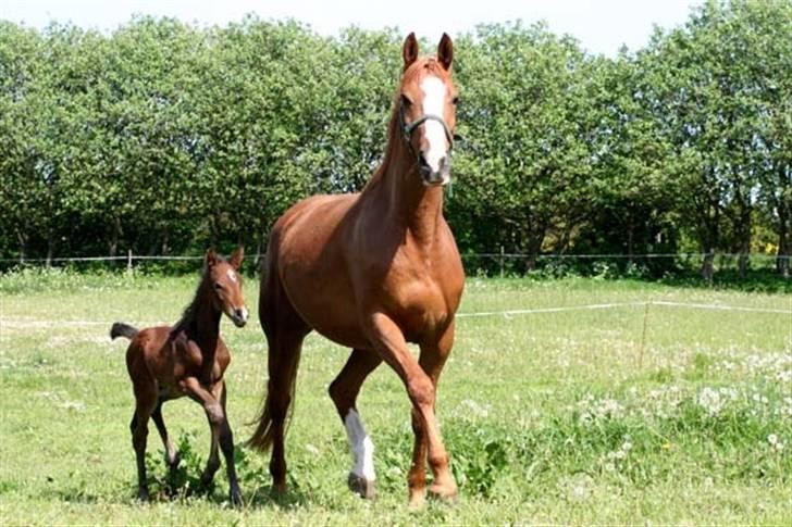 Dansk Varmblod Fame  billede 12