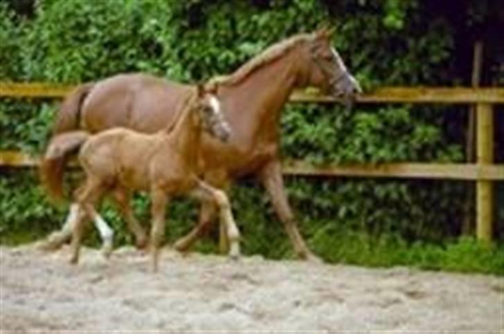 Dansk Varmblod Fame  billede 13