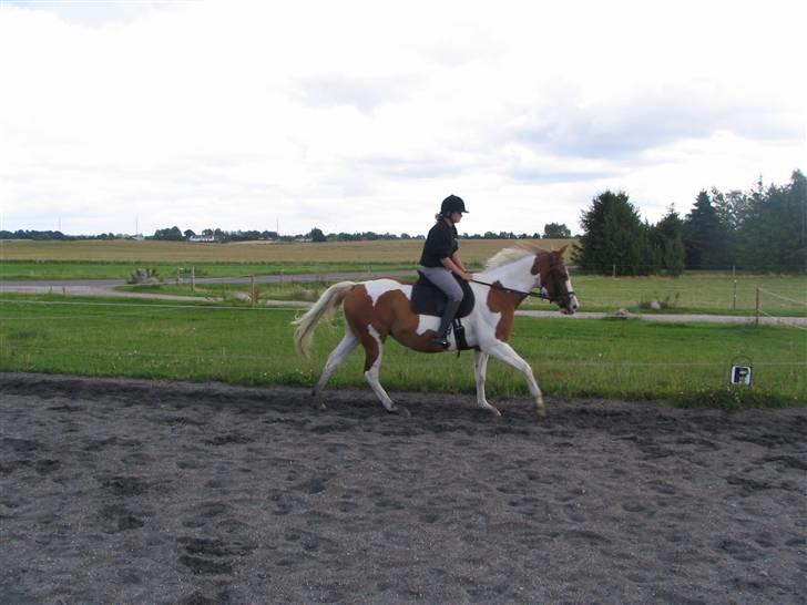 Pinto Jægersmindes Pascha  - # 6 gammelt, 07. Galop. Foto; Mor billede 6