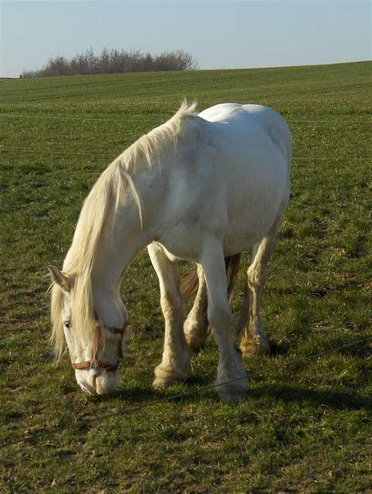 Irish Cob Arwen Irish Aloud - Arwens` smukke hoppemor som desværre døde ved fødslen..  billede 17