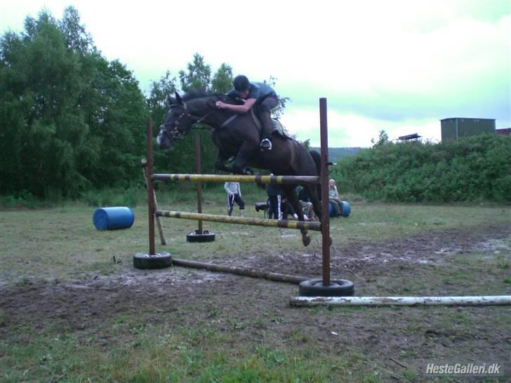 Dansk Varmblod Moonlight - højde´spring østerlund ridelejr billede 10