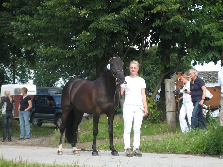 New Forest Åbakkens Mayfield SOLGT billede 15