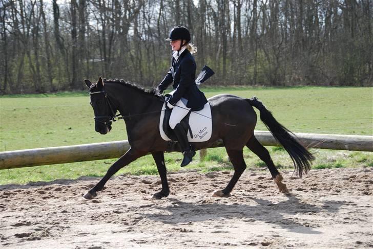 New Forest Åbakkens Mayfield SOLGT - april 08 billede 17