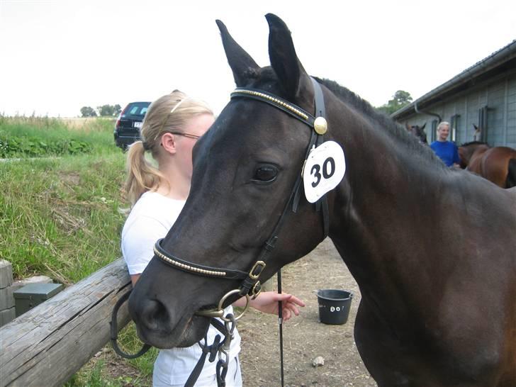 New Forest Åbakkens Mayfield SOLGT - Kåring 07 billede 18