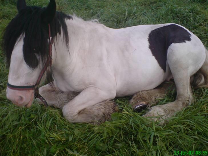 Tinker Tinkergårdens billyboy<3 - .: billyboy ligger på marken en a hans yndlingsting ;D<3. billede 6