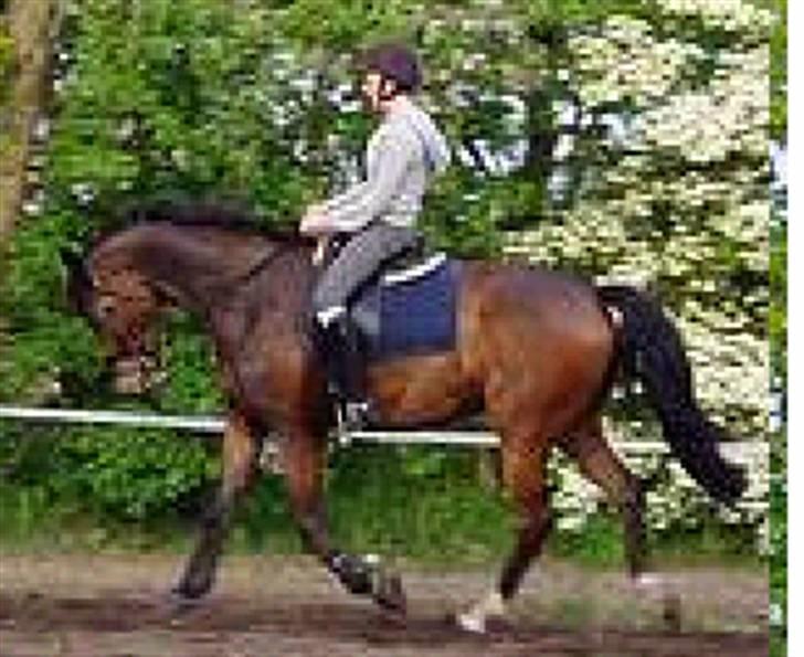 Dansk Varmblod Lykke's Don Zio * Solgt:( billede 18