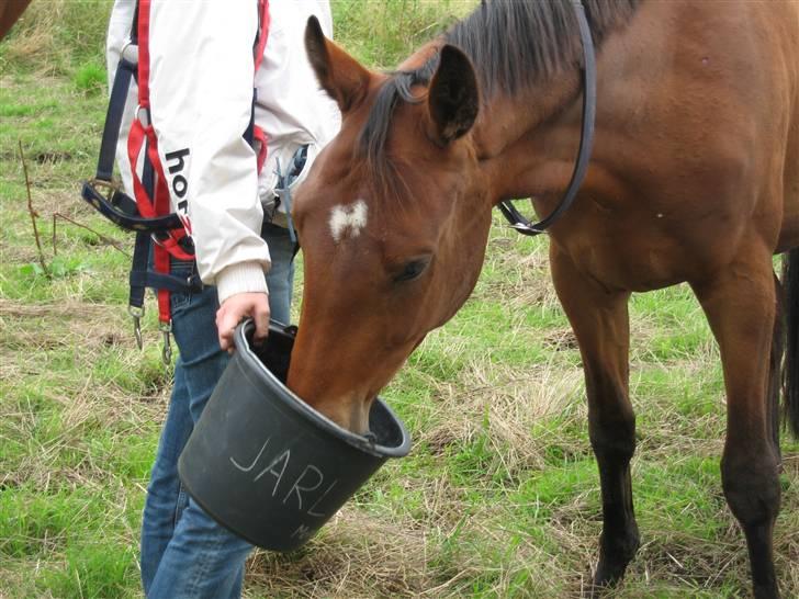 Dansk Varmblod Poppelgårdens Matrix - Der må da være bare lidt mere mad billede 6