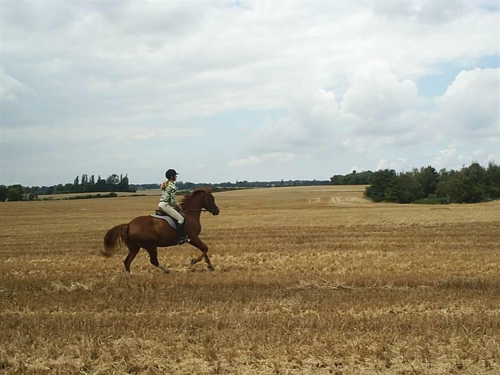 DSP Oliver - Solgt - Galop på stubben billede 15