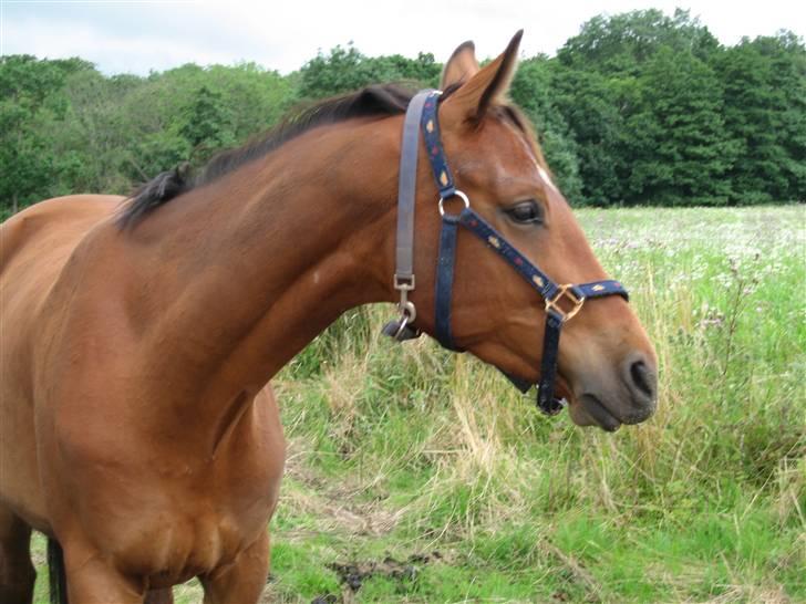 Dansk Varmblod Poppelgårdens Matrix - Sikke en skønhed :-) hehe billede 7