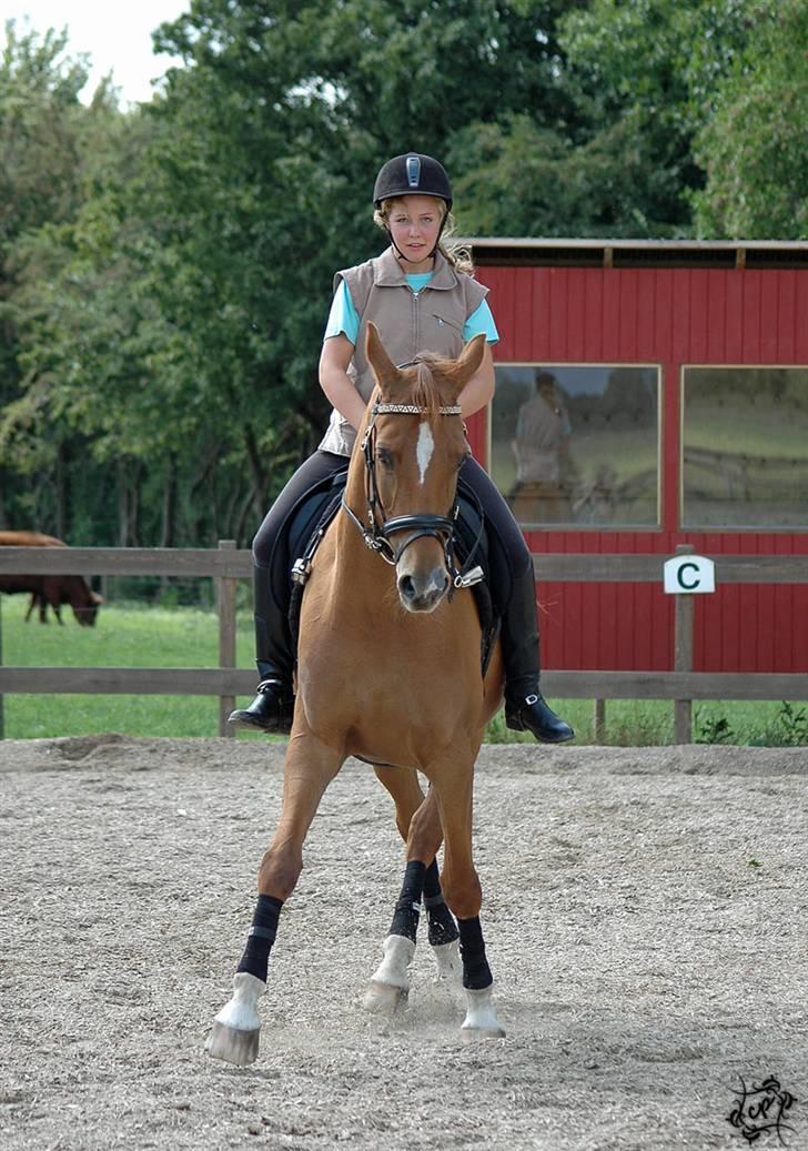Hannoveraner Løth's Ami (solgt) - Schenkelvigning på banen (: Billedet er taget af Cecilie (chaos) <3  billede 6