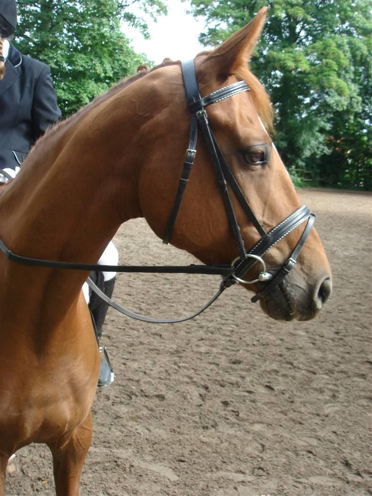 Hannoveraner Løth's Ami (solgt) - Ami stod lige smukt til stævne på Stevnsbogaard <3 verdens smukkeste trense, som er berits ikke min :s øvøv billede 7