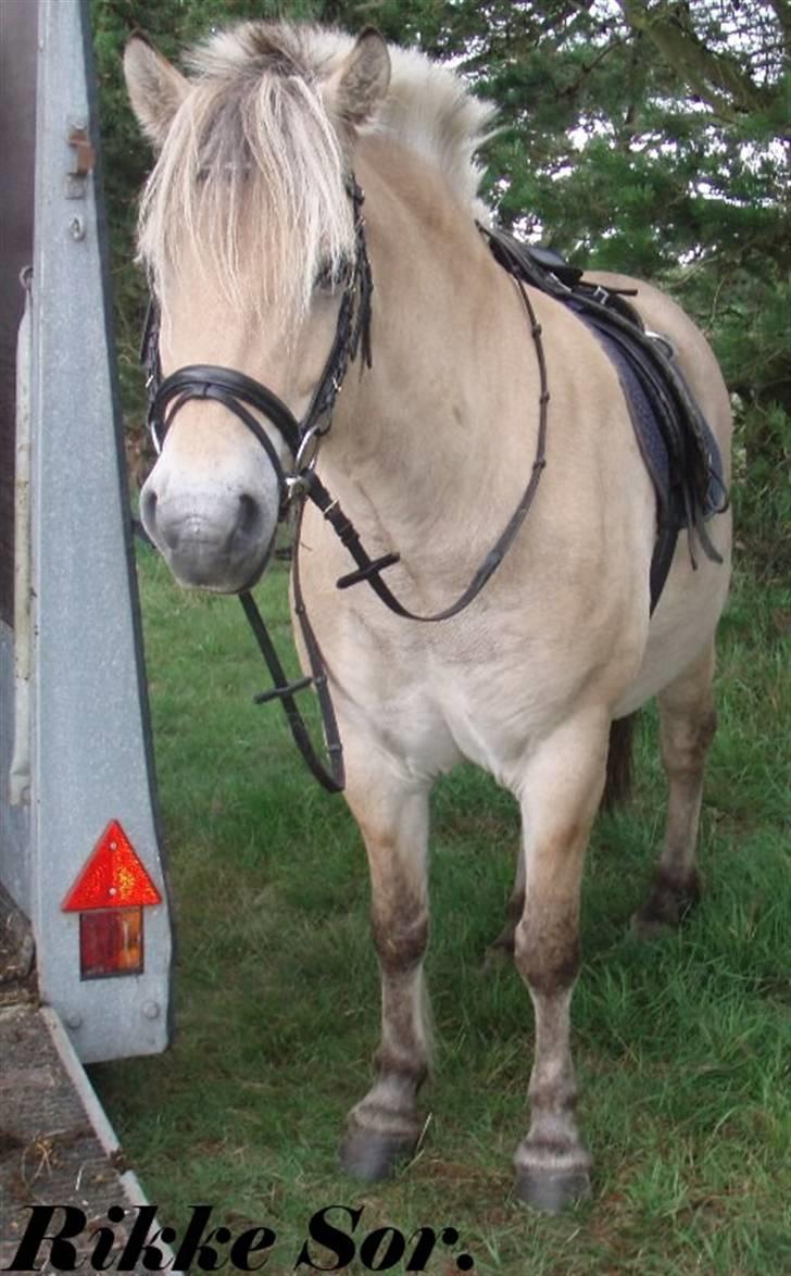 Fjordhest Shaggert - Klar til afgang. Den 23. juli 2007 var vi ud på en lang ridetur langs stranden sammen med min mors onkel og hans hest :o) billede 11