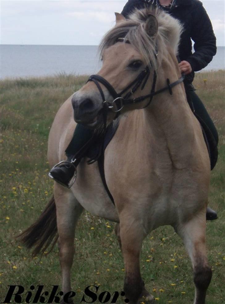 Fjordhest Shaggert - Tilbage igen. Spørg mig ikke, hvordan jeg er kommet til at sidde sådan ;o) billede 12