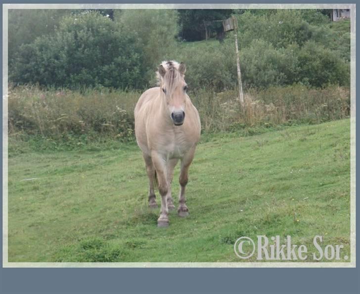 Fjordhest Shaggert - Shaggert på engen. Dette billede er taget kort før, han igen blev taget af græs pga. tegn på forfangenhed *17. august 2007* billede 13