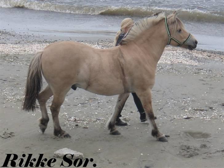 Fjordhest Shaggert - Lige nede og skridte lidt af ved vandkanten.  billede 14