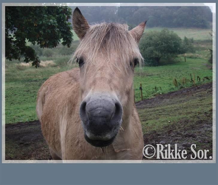 Fjordhest Shaggert - "Undskyld... Hvad er det for en tingest, du har der imellem hænderne?" *16. september 2007* billede 15