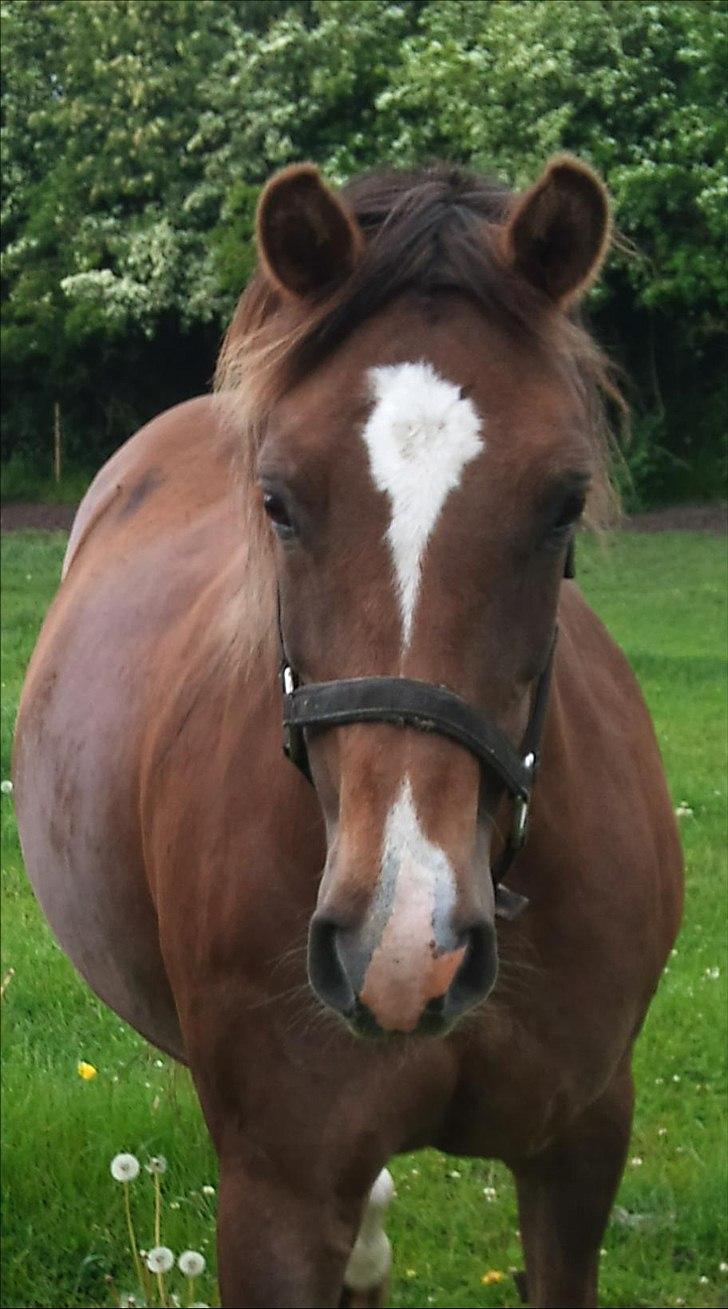 Anden særlig race Kiaya - Alt for dejlige Kiaya! billede 1