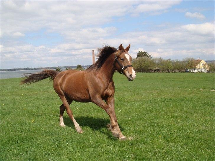Anden særlig race Kiaya - Hejsa c",) billede 2