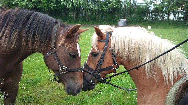 Anden særlig race Kiaya - Hejsa Debbie.... billede 3