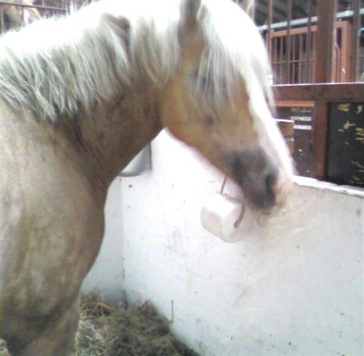 Haflinger Gallon  * SOLGT * billede 7