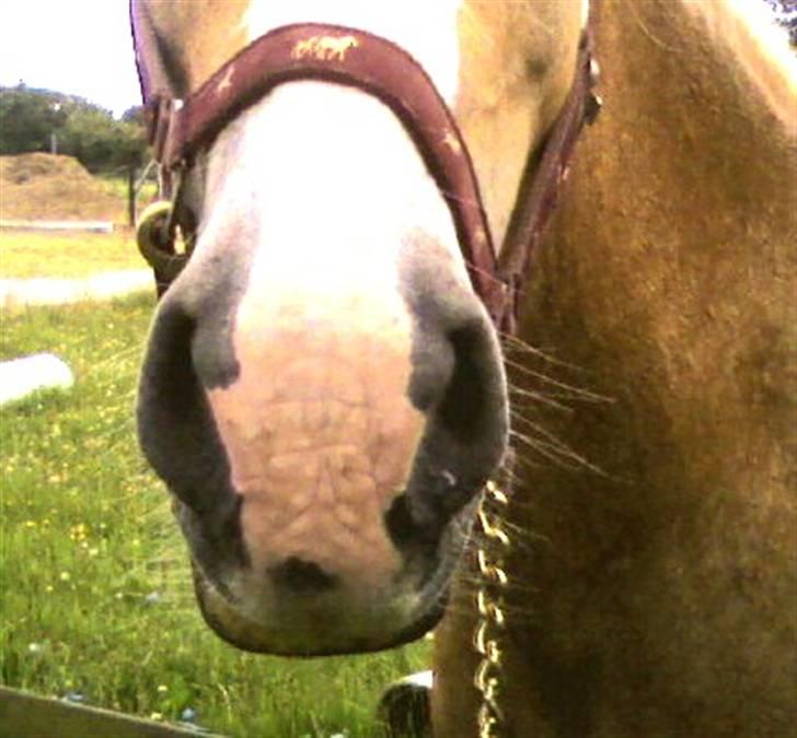 Haflinger Gallon  * SOLGT * - nåår <3 hendes nuttede mule :) billede 11