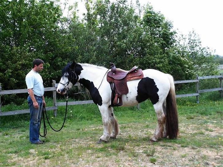 Irish Cob Balou - Ja så har vi lige været på et tilridnings kursus og det gik jo bare godt billede 3