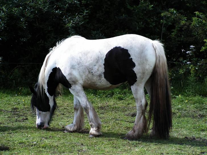 Irish Cob Balou - lidt mad er jo altid godt  billede 4