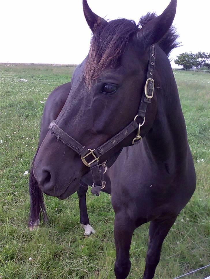 Anden særlig race Black Shadow - Solgt - min helt nye hest, første dag han er hos mig!! juli 2007 billede 1