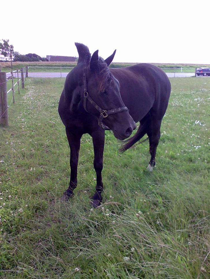 Anden særlig race Black Shadow - Solgt - så fiin han er.. men Blomme var mere spændene en fotografen. juli 2007 billede 2