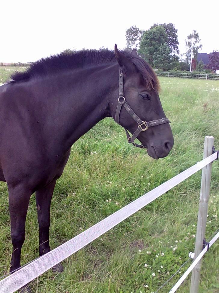 Anden særlig race Black Shadow - Solgt - Black er lidt træt... det er hårdt at være udenfor.. tihi.. juli 2007 billede 3
