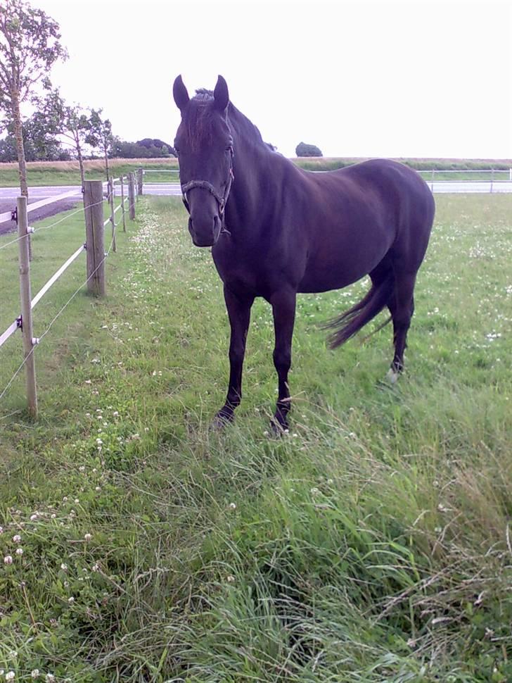 Anden særlig race Black Shadow - Solgt - Halløjsa..!!! juli 2007 billede 4