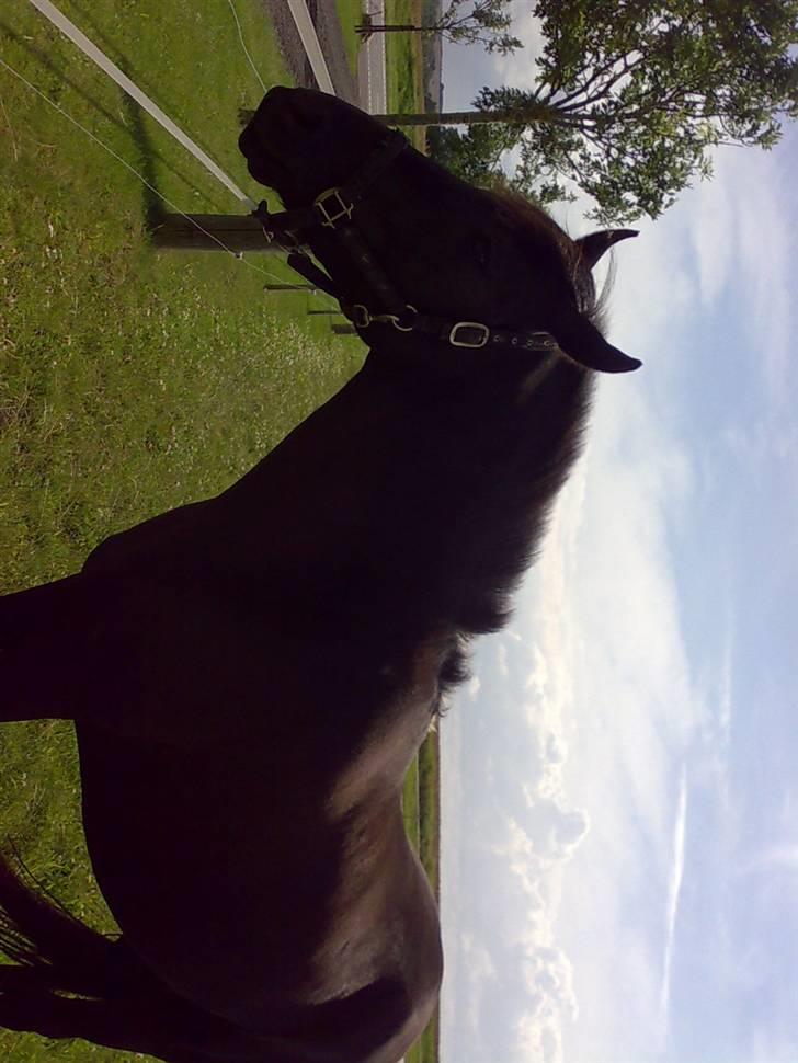 Anden særlig race Black Shadow - Solgt - også fra juli 2007 billede 5