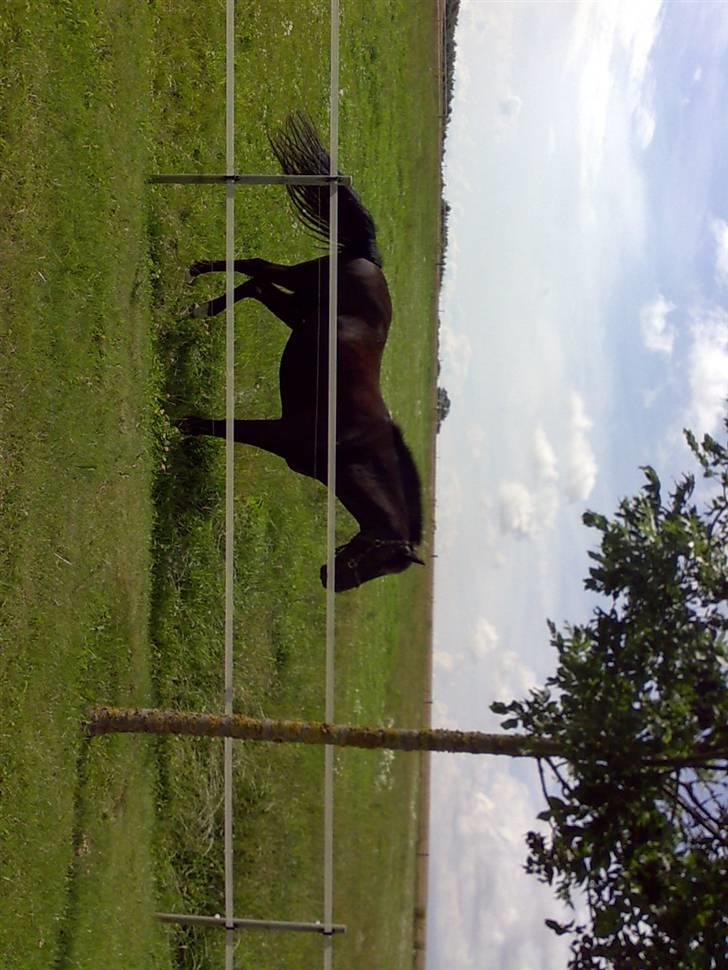 Anden særlig race Black Shadow - Solgt - på fold den første dag... juli 2007 billede 6