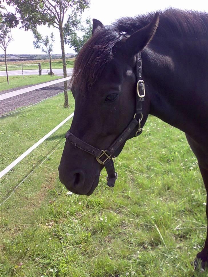 Anden særlig race Black Shadow - Solgt - meget træt.. hehe:) juli 2008 billede 7