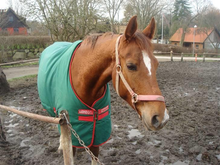Hannoveraner Løth's Ami (solgt) - min hest på vinterfold <3 billede 11