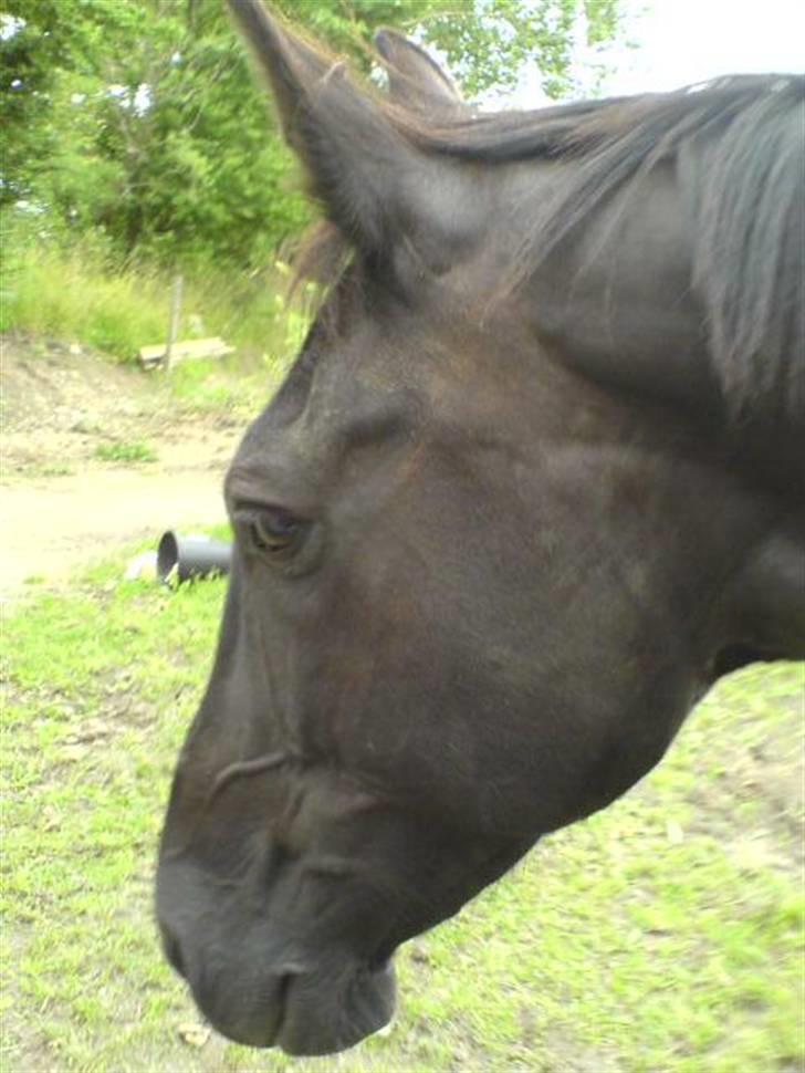 Oldenborg Guri (død) :( - Dejliq !  billede 3