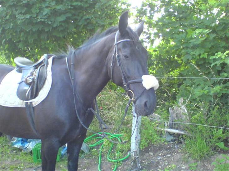 Oldenborg Guri (død) :( billede 4