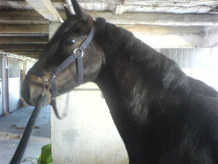 Connemara Nørlunds Falcon <33 ©® - Min skath.. Har lige fået rykket man.. <3333 ©® billede 19