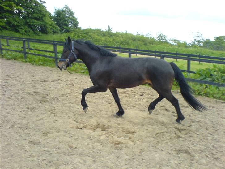 Connemara Nørlunds Falcon <33 ©® - I Skanderborg hvor han var i tilridning.. ©® billede 20