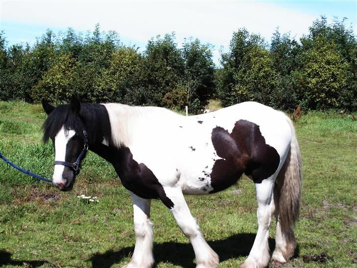 Irish Cob Cassie - fotograferingstid åhh nej så skal jeg igen stå stille..... billede 1