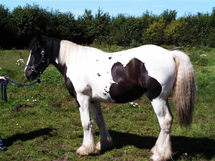 Irish Cob Cassie - Så fin ser jeg ud når jeg lige er blevet striglet;-) billede 3