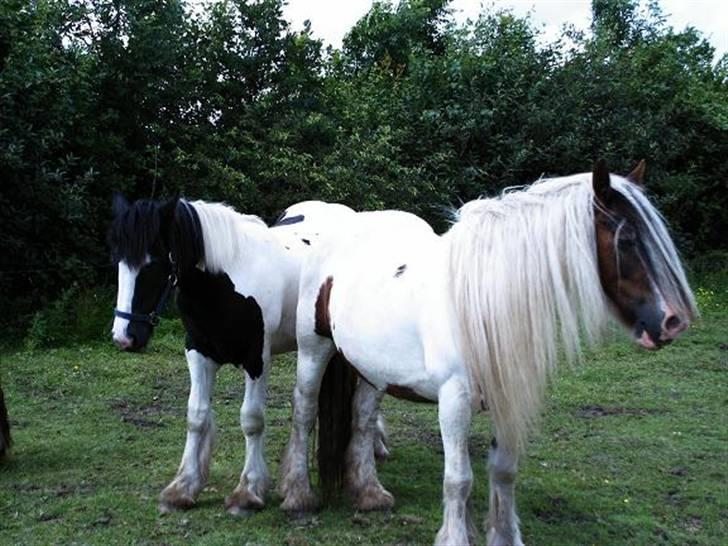 Irish Cob Cassie - Her er jeg lige knap 1 år og lige så stor som min mor;;--)) billede 5