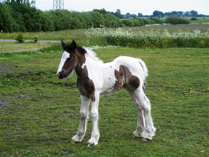 Irish Cob Cassie - her leger jeg lige statue.. billede 6