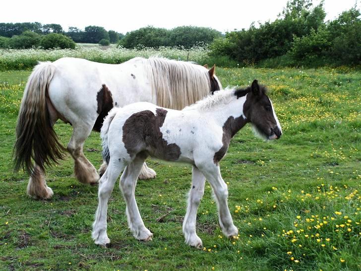 Irish Cob Cassie - ja ja nu skal jeg lige udforske verden lidt på egen hånd men alligevel ikke for langt væk fra min MOR billede 7