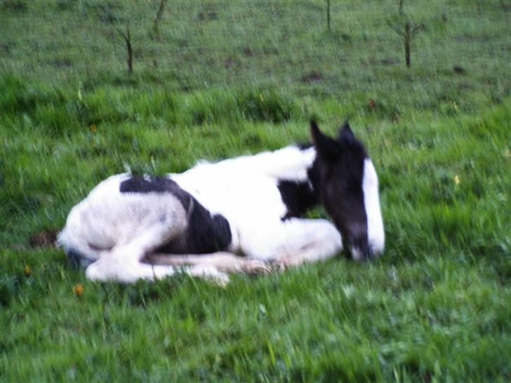 Irish Cob Cassie - Nu skal det lige gøre godt med en lille lur.... billede 8