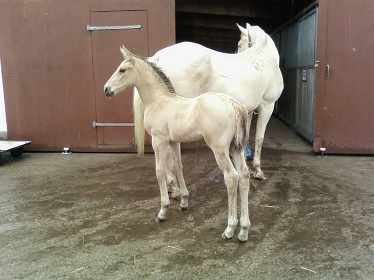 Palomino Magic Memphis - føl efter MM billede 10