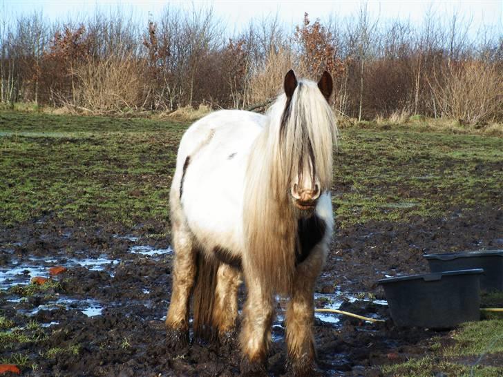 Irish Cob Aicia - Ja sådan ser man ud når det har regnet helt vildt, men synes nu hun er smuk alligevel;;--)) billede 2
